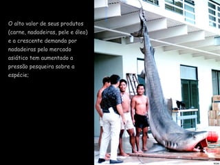 O alto valor de seus produtos (carne, nadadeiras, pele e óleo) e a crescente demanda por nadadeiras pelo mercado asiático tem aumentado a pressão pesqueira sobre a espécie; 