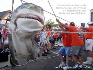 No momento a espécie não corre alto risco de extinção e é classificada como PRÓXIMA DA AMEAÇA; www.zoopedup.com/.../Castafari 