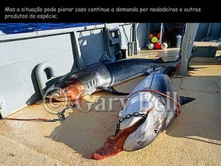 Mas a situação pode piorar caso continue a demanda por nadadeiras e outros produtos da espécie; 