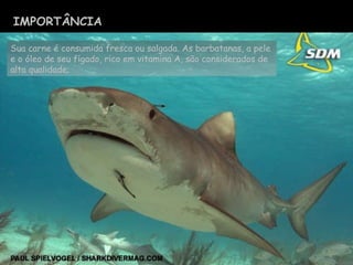 Sua carne é consumida fresca ou salgada. As barbatanas, a pele e o óleo de seu fígado, rico em vitamina A, são considerados de alta qualidade; IMPORTÂNCIA 
