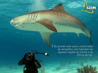 É de grande valor para o ecoturismo de mergulhos com tubarões em algumas regiões do Caribe e da África do Sul; 