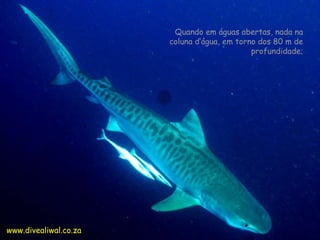 Quando em águas abertas, nada na coluna d’água, em torno dos 80 m de profundidade;   www.divealiwal.co.za  