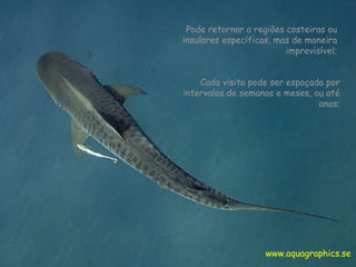 Pode retornar a regiões costeiras ou insulares específicas, mas de maneira imprevisível; www.aquagraphics.se Cada visita pode ser espaçada por intervalos de semanas e meses, ou até anos; 