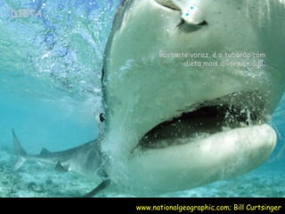 DIETA www.nationalgeographic.com; Bill Curtsinger Bastante voraz, é o tubarão com dieta mais diversificada; 