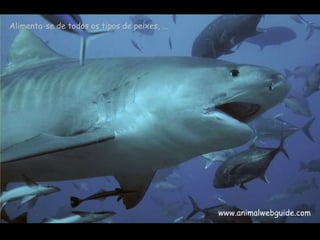 Alimenta-se de todos os tipos de peixes, ... www.animalwebguide.com 
