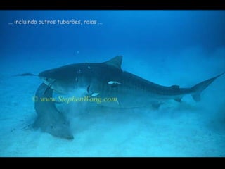 ... incluindo outros tubarões, raias ... 
