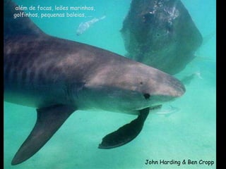 além de focas, leões marinhos, golfinhos, pequenas baleias, ... John Harding & Ben Cropp 