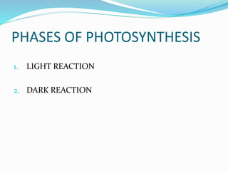 PHASES OF PHOTOSYNTHESIS 
1. LIGHT REACTION 
2. DARK REACTION 
 