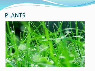 PLANTS 
 
