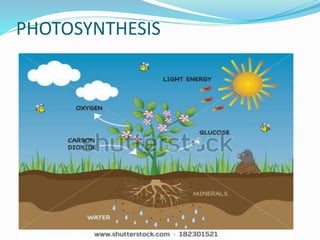 PHOTOSYNTHESIS 
 