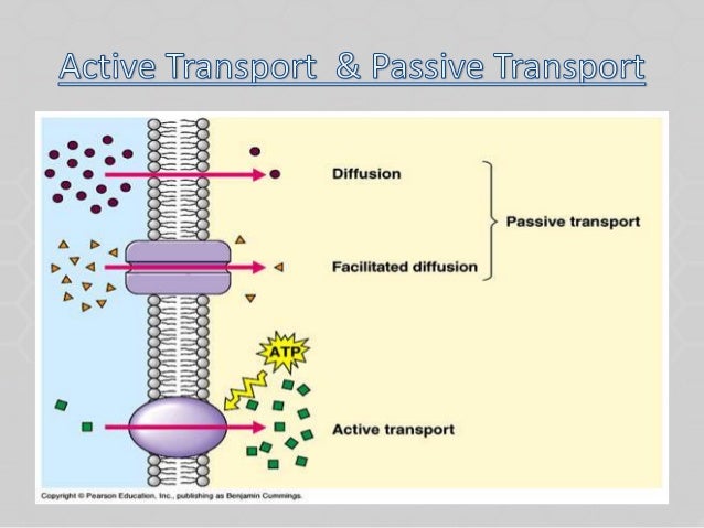 A presentation on Carrier Madiated Transport