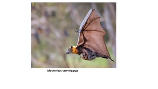 Carring Bat A presentation on Bat.pptx