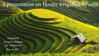 A presentation on Border Irrigation System
Prepared by
Mostafijur Rahman
ID: 1902050203
Reg no: 2933
 