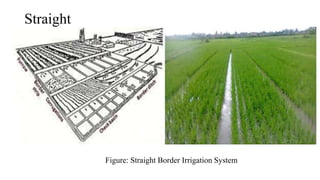 A presentation on border irrigation system by Mostafijur Rahman | PPT