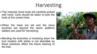 A Presentation on clove.pptx