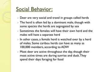 Social Behavior:
 Deer are very social and travel in groups called herds
 The herd is often led by a dominant male, though with
some species the herds are segregated by sex
 Sometimes the females will have their own herd and the
males will have a separate herd
 In other cases, a female herd is watched over by a herd
of males. Some caribou herds can have as many as
100,000 members, according to ADW
 Most deer are active throughout the day, though their
most active times are during sunrise and dusk.They
spend their days foraging for food
 