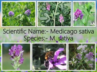Scientific Name:- Medicago sativa
Species:- M. sativa
 