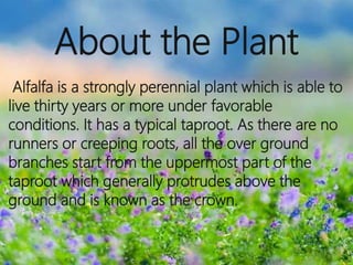Alfalfa is a strongly perennial plant which is able to
live thirty years or more under favorable
conditions. It has a typical taproot. As there are no
runners or creeping roots, all the over ground
branches start from the uppermost part of the
taproot which generally protrudes above the
ground and is known as the crown.
About the Plant
 