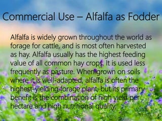 Commercial Use – Alfalfa as Fodder
Alfalfa is widely grown throughout the world as
forage for cattle, and is most often harvested
as hay. Alfalfa usually has the highest feeding
value of all common hay crops. It is used less
frequently as pasture. When grown on soils
where it is well-adapted, alfalfa is often the
highest-yielding forage plant, but its primary
benefit is the combination of high yield per
hectare and high nutritional quality.
 