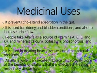 Medicinal Uses
o It prevents cholesterol absorption in the gut.
o It is used for kidney and bladder conditions, and also to
increase urine flow.
o People take Alfalfa as a source of vitamins A, C, E, and
K4, and minerals calcium, potassium, phosphorous, and
iron.
o It is used in treating heart diseases and other arterial
problems.
o As alfalfa juice is an excellent source of chlorophyll, one
of the benefits of alfalfa is that it is effective in treating
respiratory discomfort.
 