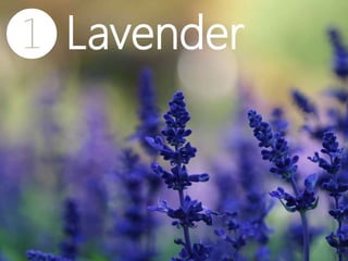 ❶Lavender
 