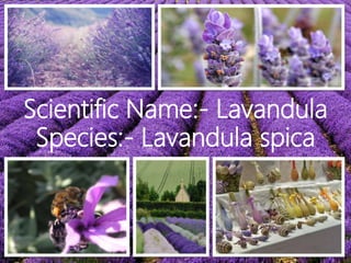 Scientific Name:- Lavandula
Species:- Lavandula spica
 