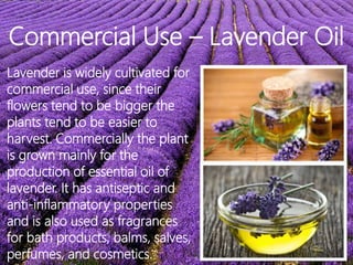 Commercial Use – Lavender Oil
Lavender is widely cultivated for
commercial use, since their
flowers tend to be bigger the
plants tend to be easier to
harvest. Commercially the plant
is grown mainly for the
production of essential oil of
lavender. It has antiseptic and
anti-inflammatory properties
and is also used as fragrances
for bath products, balms, salves,
perfumes, and cosmetics.
 