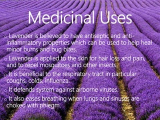 Medicinal Uses
o Lavender is believed to have antiseptic and anti-
inflammatory properties which can be used to help heal
minor burns and bug bites.
o Lavender is applied to the skin for hair loss and pain,
and to repel mosquitoes and other insects.
o It is beneficial to the respiratory tract in particular
coughs, colds, influenza.
o It defends system against airborne viruses.
o It also eases breathing when lungs and sinuses are
choked with phlegm.
 