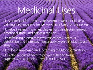 Medicinal Uses
o It is beneficial for the nervous system. Lavender oil has a
calming fragrance and hence works as a tonic for the nerves.
o It helps treating migraines, depression, headaches, anxiety,
emotional stress and nervous tension.
o Its refreshing aroma removes restlessness, nervous
exhaustion and increases mental activity which helps induce
sleep.
o It helps in improving and increasing the blood circulation.
o It is also recommended to people suffering from
hypertension as it helps lower blood pressure.
 