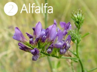 ❷Alfalfa
 