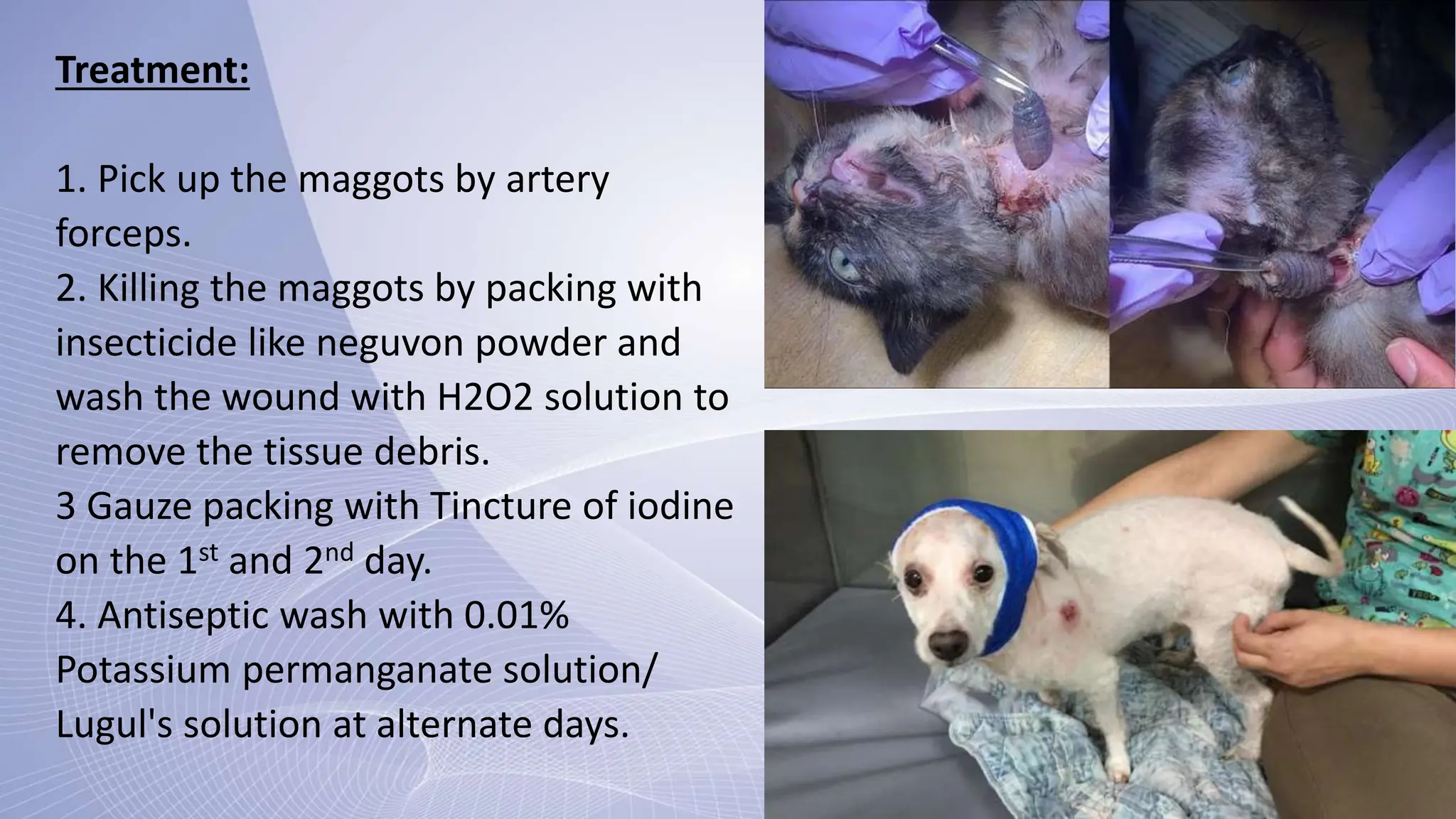 A PRESENTATION ON MYIASIS.pptx