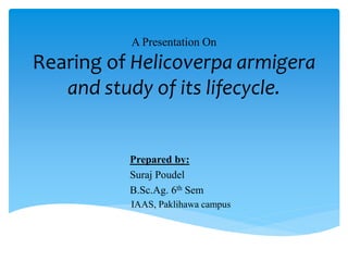 A Presentation On
Rearing of Helicoverpa armigera
and study of its lifecycle.
Prepared by:
Suraj Poudel
B.Sc.Ag. 6th Sem
IAAS, Paklihawa campus
 