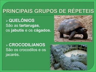 QUELÓNIOS 
São as tartarugas, 
os jabutis e os cágados. 
CROCODILIANOS 
São os crocodilos e os 
jacarés. 
 