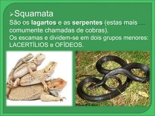 Squamata 
São os lagartos e as serpentes (estas mais 
comumente chamadas de cobras). 
Os escamas e dividem-se em dois grupos menores: 
LACERTÍLIOS e OFÍDEOS. 
 