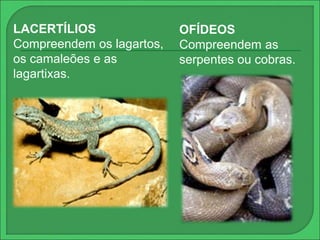 OFÍDEOS 
Compreendem as 
serpentes ou cobras. 
LACERTÍLIOS 
Compreendem os lagartos, 
os camaleões e as 
lagartixas. 
 