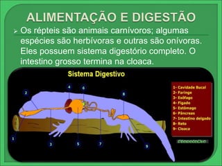  Os répteis são animais carnívoros; algumas 
espécies são herbívoras e outras são onívoras. 
Eles possuem sistema digestório completo. O 
intestino grosso termina na cloaca. 
 