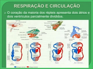  O coração da maioria dos répteis apresenta dois átrios e 
dois ventrículos parcialmente divididos. 
 