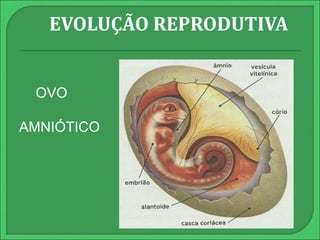 EVOLUÇÃO REPRODUTIVA 
OVO 
AMNIÓTICO 
 