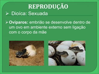 REPRODUÇÃO 
 Dioíca: Sexuada 
Ovíparos: embrião se desenvolve dentro de 
um ovo em ambiente externo sem ligação 
com o corpo da mãe 
 