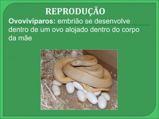 REPRODUÇÃO 
Ovovivíparos: embrião se desenvolve 
dentro de um ovo alojado dentro do corpo 
da mãe 
 