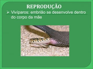 REPRODUÇÃO 
 Vivíparos: embrião se desenvolve dentro 
do corpo da mãe 
 