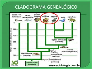 CLADOGRAMA GENEALÓGICO 
 