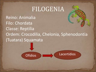 FILOGENIA 
Reino: Animalia 
Filo: Chordata 
Classe: Reptilia 
Ordem: Crocodilia, Chelonia, Sphenodontia 
(Tuatara) Squamata 
Ofídios Lacertídios 
 