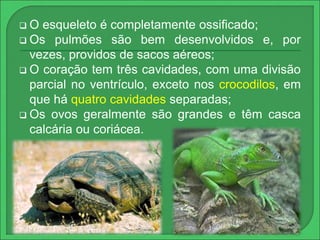  O esqueleto é completamente ossificado; 
 Os pulmões são bem desenvolvidos e, por 
vezes, providos de sacos aéreos; 
 O coração tem três cavidades, com uma divisão 
parcial no ventrículo, exceto nos crocodilos, em 
que há quatro cavidades separadas; 
 Os ovos geralmente são grandes e têm casca 
calcária ou coriácea. 
 