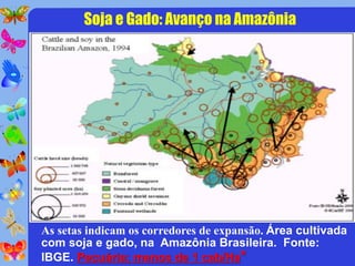 Soja e Gado: Avanço na Amazônia




As setas indicam os corredores de expansão. Área cultivada
com soja e gado, na Amazônia Brasileira. Fonte:
IBGE. Pecuária: menos de 1 cab/Ha*
 
