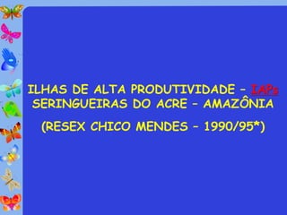 ILHAS DE ALTA PRODUTIVIDADE – IAPs
 SERINGUEIRAS DO ACRE – AMAZÔNIA
 (RESEX CHICO MENDES – 1990/95*)
 