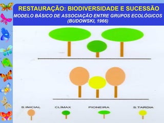 RESTAURAÇÃO: BIODIVERSIDADE E SUCESSÃO
MODELO BÁSICO DE ASSOCIAÇÃO ENTRE GRUPOS ECOLÓGICOS
                   (BUDOWSKI, 1966)
 