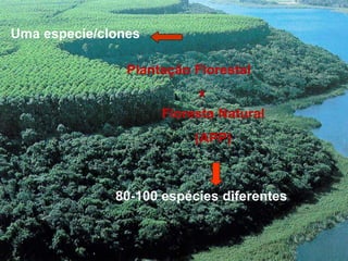 Uma especie/clones

                Plantação Florestal
                           x
                     Floresta Natural
                          (APP)



              80-100 espécies diferentes
 