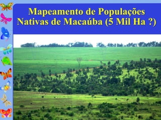 Mapeamento de Populações
Nativas de Macaúba (5 Mil Ha ?)
 