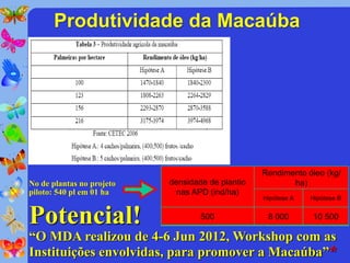 Produtividade da Macaúba




                                                  Rendimento óleo (kg/
No de plantas no projeto   densidade de plantio          ha)
piloto: 540 pl em 01 ha      nas APD (ind/ha)
                                                  Hipótese A   Hipótese B


Potencial!                         500             8 000       10 500

“O MDA realizou de 4-6 Jun 2012, Workshop com as
Instituições envolvidas, para promover a Macaúba”*
 